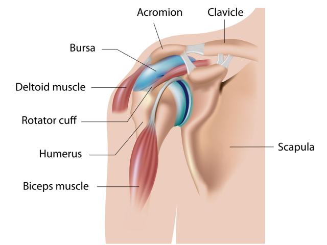 Anatomía del hombro