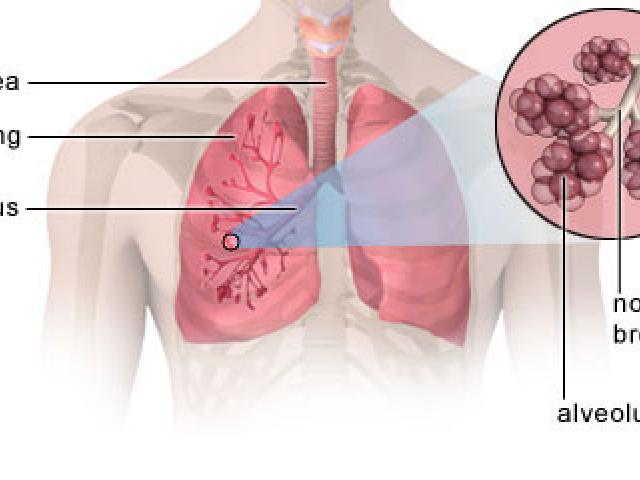 Persona sin bronconeumonía. Bronquiolos y alveolos sanos